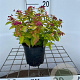 Spiraea jap. 'Goldflame' 30-40 cm C1.3