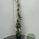 Trachelospermum jasminoides 100-125 cm 2,0L
