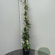 Trachelospermum jasminoides 100-125 cm 2,0L
