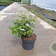 Viburnum plic. 'Watanabe' 50-60 cm 10L