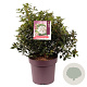 Viburnum tinus 40-50 cm 13L