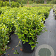 Viburnum tinus 50-60 cm 20L