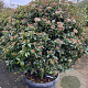 Viburnum tinus 125-150 cm container meerstammig solitair