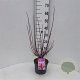 Cornus alba Miracle 40-60 cm 3,0L