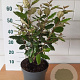 Elaeagnus ebb. 'Compacta' 40-50 cm 5,0L