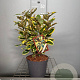 Elaeagnus ebb. 'Viveleg' 30-40 cm 3,0L