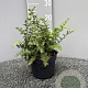 Athyrium filix-femina GM 2,0L