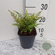 Athyrium niponicum pictum GM 2,0L