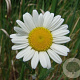 Chrysanthemum leucanthemum GM P19