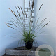 Molinia caerulea 'Moorflamme' 30-40 cm 2,5L