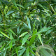 Phyllostachys bissetii 175-200 cm 10L