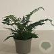 Polystichum polyblepharum GM 2,0L
