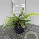 Polystichum polyblepharum GM 2,0L