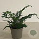 Polystichum polyblepharum GM 2,0L