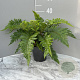 Polystichum polyblepharum GM 2,0L
