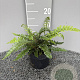 Polystichum polyblepharum GM 2,0L
