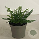 Polystichum set. 'Herrenhausen' GM 2,0L