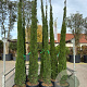 Cupressus sempervirens 300-350 cm 45L