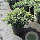 Juniperus squamata 'Blue Star' 25-30 cm 3,0L