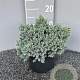 Juniperus squamata 'Blue Star' 25-30 cm 3,0L