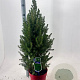 Picea gl. 'December' 60-80 cm 5,0L