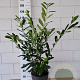 Prunus l. 'Caucasica' 80-100 cm 10L