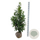 Prunus l. 'Caucasica' 125-150 cm met kluit