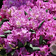 Rhododendron (Y) 'Bohlken's Lupineberg' 40-50 cm 10L
