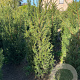 Taxus baccata 100-125 cm met kluit
