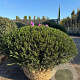 Taxus b. 'Renke's Kleiner Grüner' 110-120 cm draadkluit platte bol