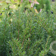 Taxus b. 'Renke's Kleiner Grüner' 150-160 cm draadkluit platte bol