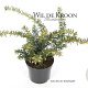 Taxus b. 'Summergold' 20-25 cm 2,0L