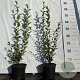 Ligustrum ovalifolium 40-60 cm 2,0L