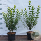 Ligustrum ovalifolium 40-60 cm 2,0L