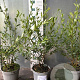 Ligustrum vulg. 'Atrovirens' 60-80 cm 5,0L