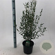 Phillyrea angustifolia 30-40 cm 3,0L