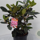 Rhododendron (Y) 'Blurettia' 25-30 cm 5,0L