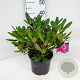 Rhododendron (Y) 'Blurettia' 25-30 cm 5,0L
