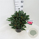 Rhododendron (Y) 'Kalinka' 25-30 cm 5,0L