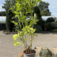 Sambucus nigra 60-80 cm 2,0L