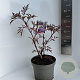 Sambucus nigra Black Lace 40-50 cm 5,0L