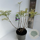 Sambucus nigra Golden Tower 40-50 cm 5,0L