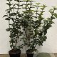 Viburnum opulus 80-100 cm 7,5L