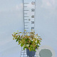 Viburnum plic. 'Watanabe' 30-40 cm 3,0L