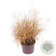Pennisetum orientale GM 2,0L