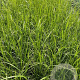 Pennisetum orientale GM 2,0L