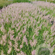 Pennisetum orientale GM 2,0L