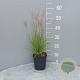 Pennisetum orientale GM 2,0L