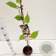 Actinidia kolomikta 70-80 cm 2,5L
