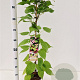 Actinidia kolomikta 70-80 cm 2,5L